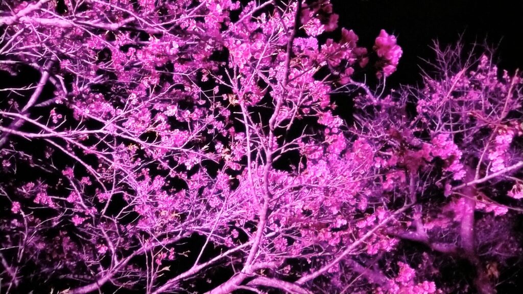 沖縄県本部町の八重岳、桜