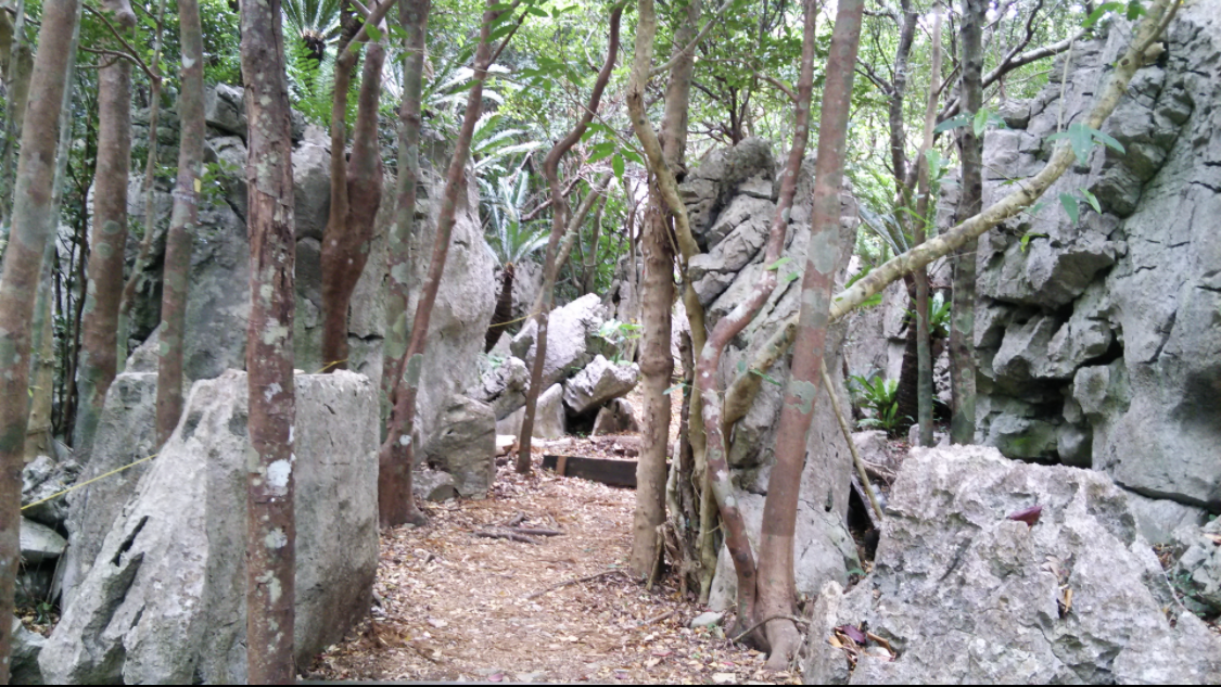 沖縄県国頭村の大石林山コース