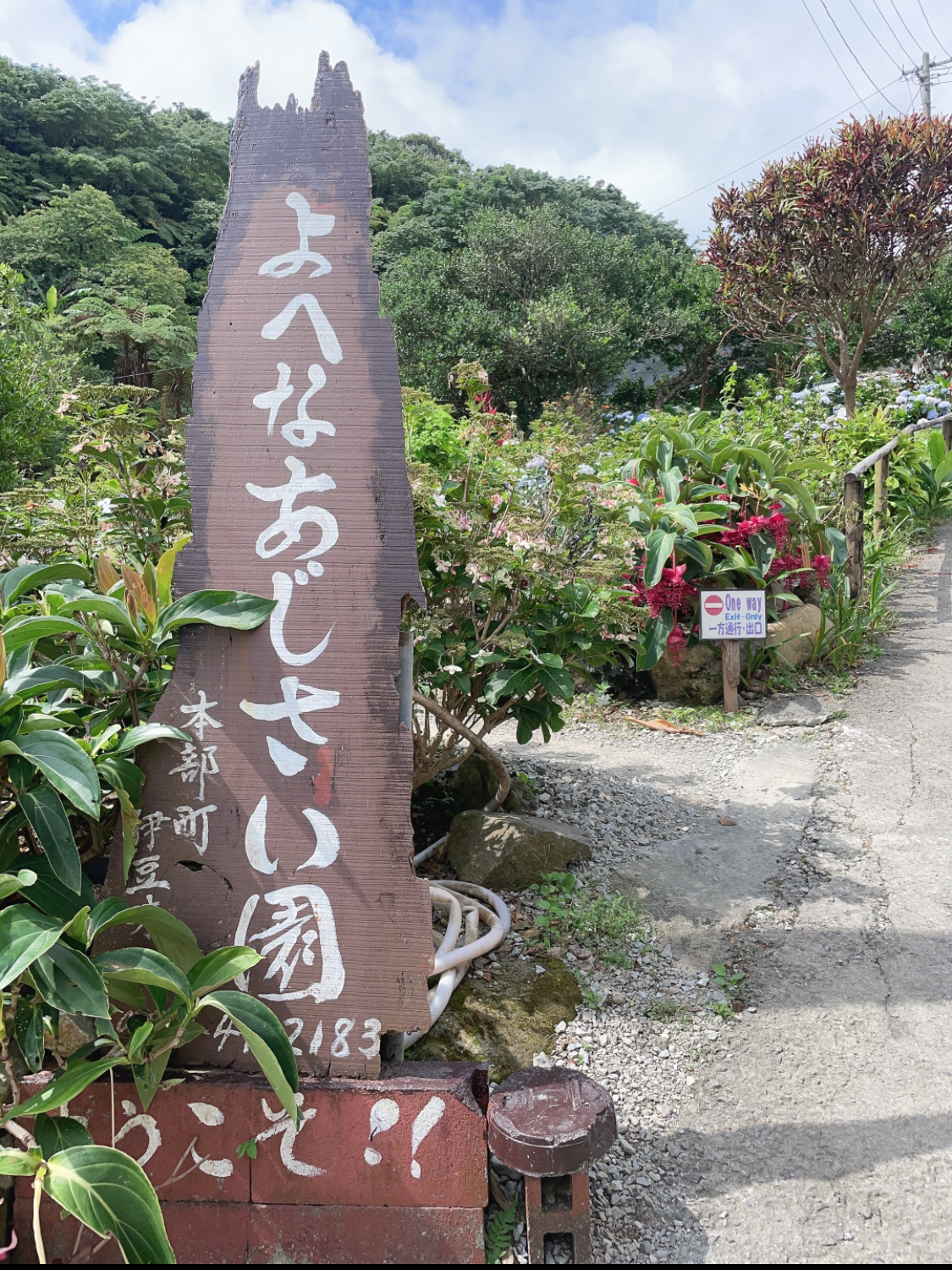 沖縄県本部町のよへなあじさい園