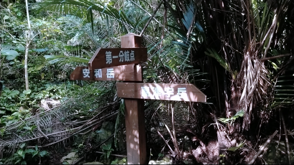 沖縄県名護市の安和岳登山道